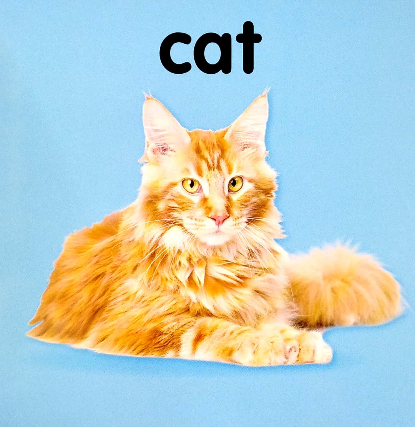 My First Words - Animals - Board Book