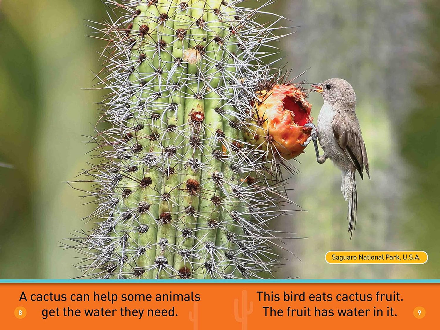 In the Desert: National Geographic Kids Readers, Pre-Reader