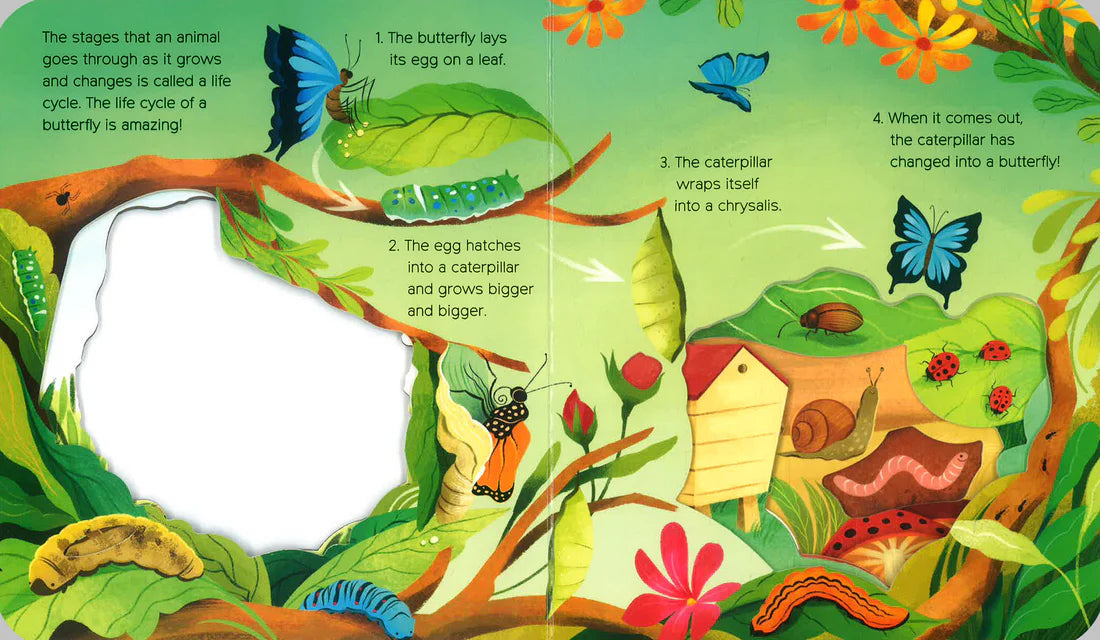 What Can You See? In the Garden - Board book