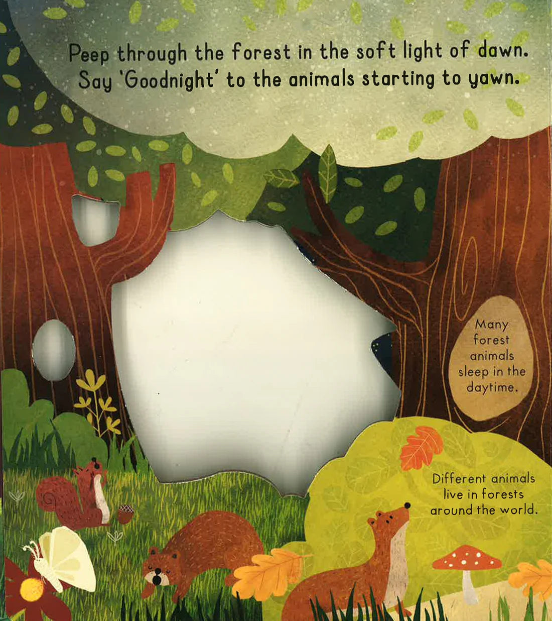 Little Explorers: Goodnight Forest - Board book
