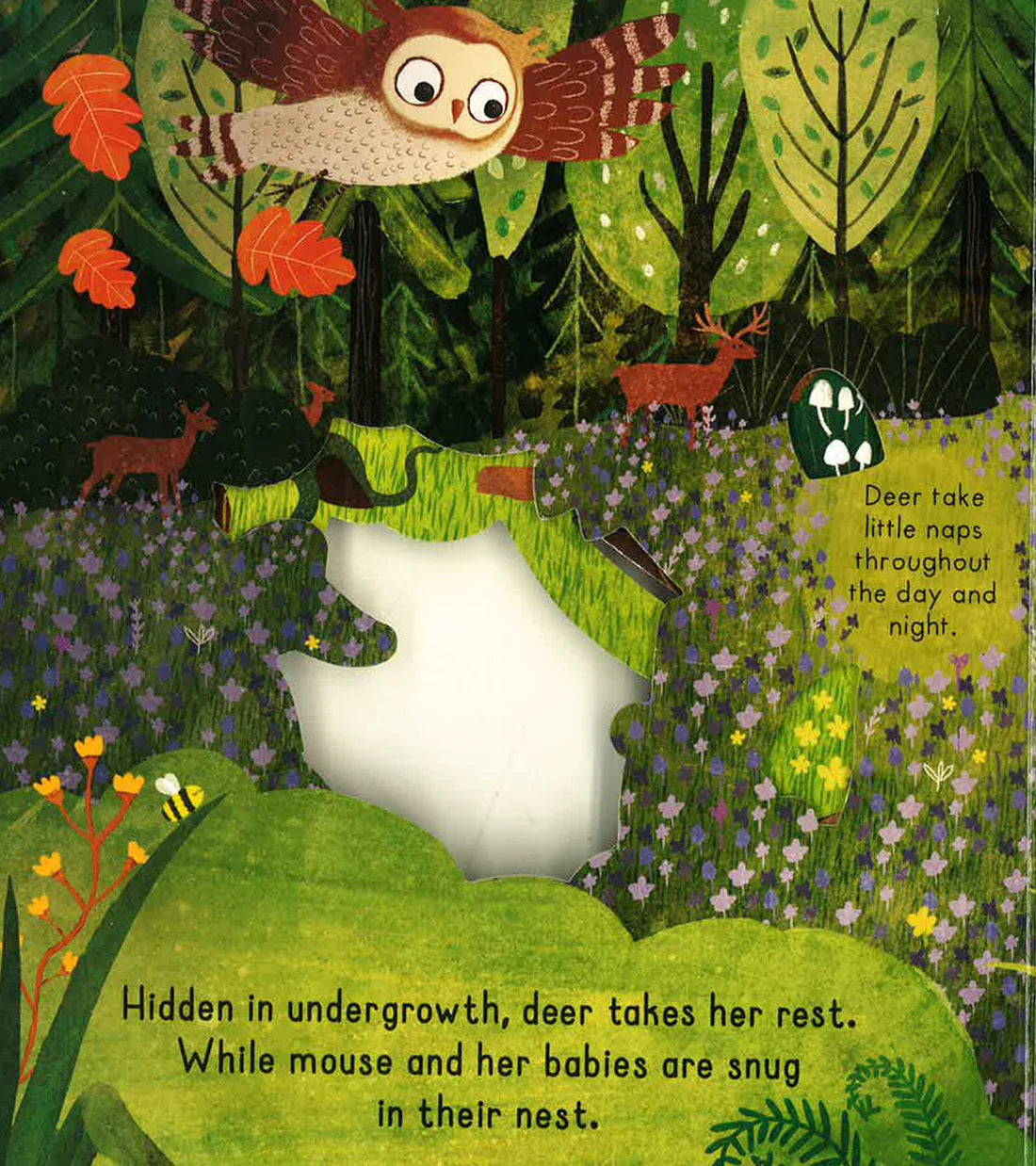 Little Explorers: Goodnight Forest - Board book