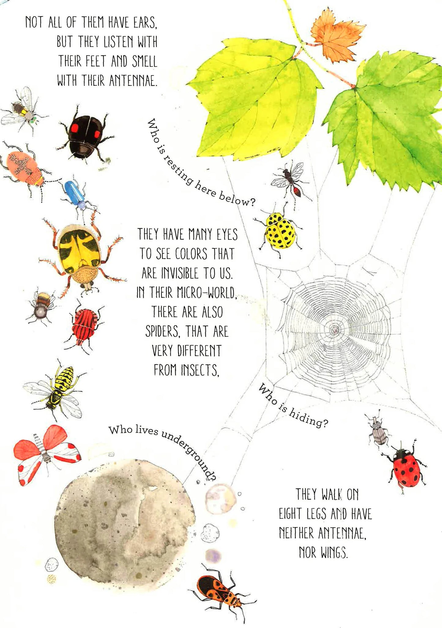 Lift The Flaps: Discover the World of Bugs - Hardcover