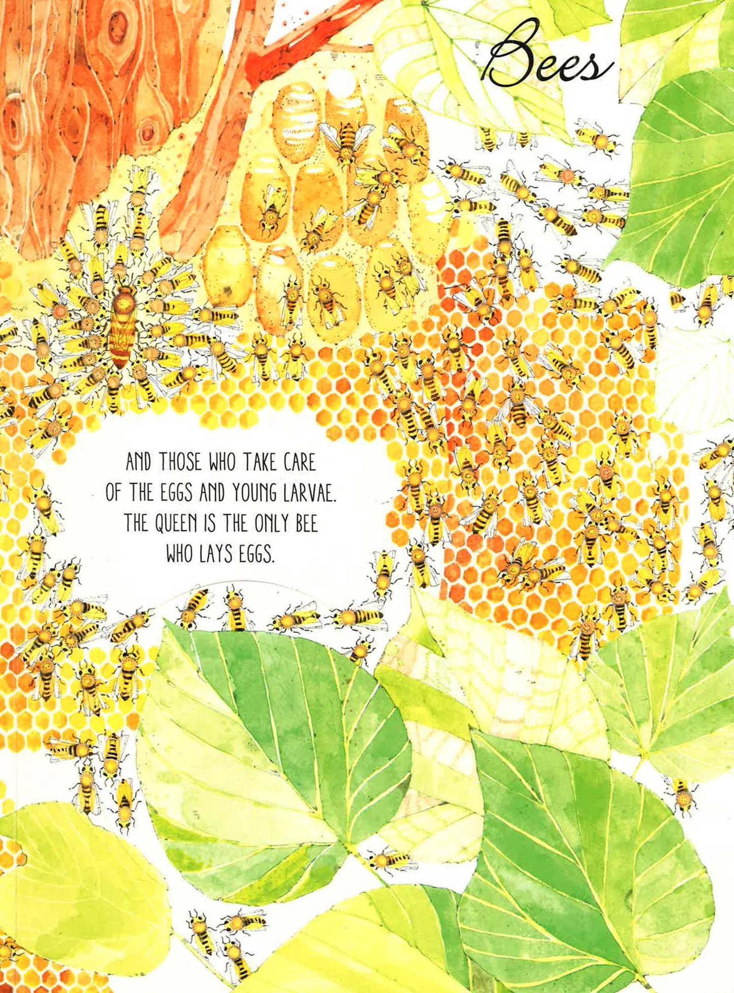 Lift The Flaps: Discover the World of Bugs - Hardcover