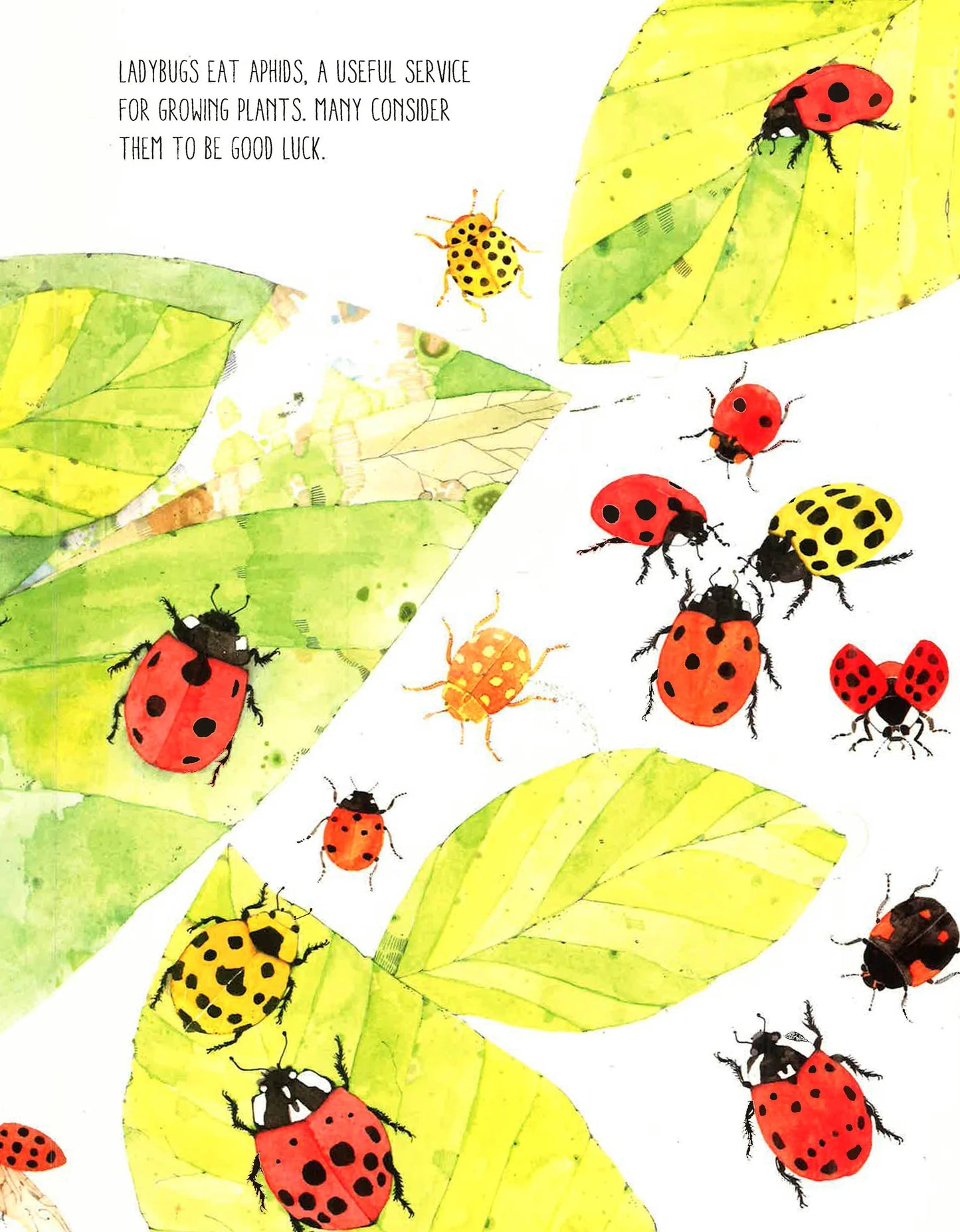 Lift The Flaps: Discover the World of Bugs - Hardcover
