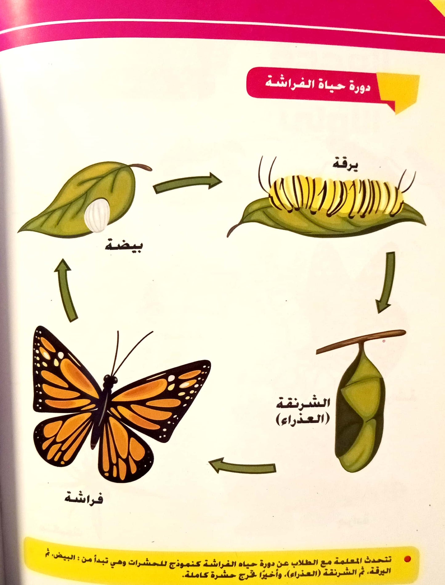 علومي أنشطة ومهارات - المستوى الثالث
