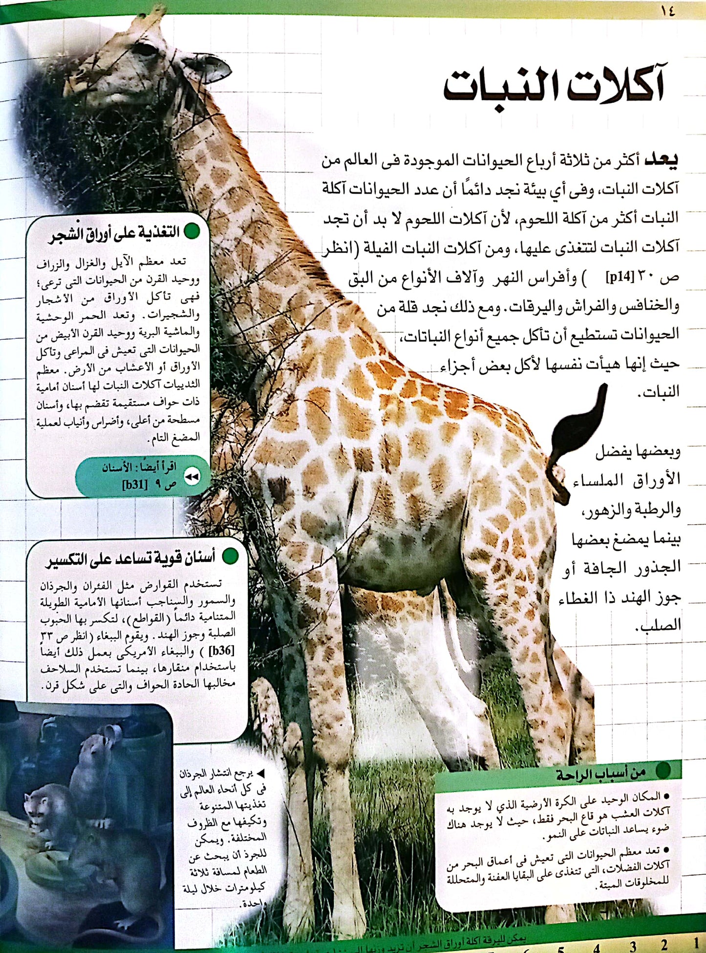 كيف تعيش الحيوانات - سلسلة مجلدات المكتبة العلمية - غلاف مُقوّى