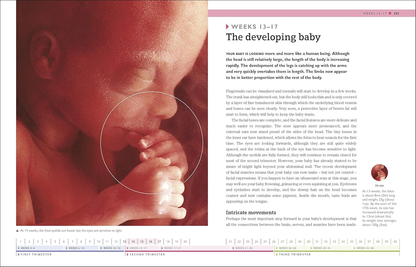Your Pregnancy Week by Week: What to Expect from Conception to Birth