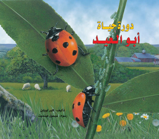 دورة حياة أبو العيد - غلاف مُقوّى