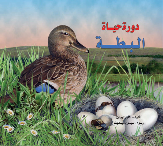 دورة حياة البطة - غلاف مُقوّى