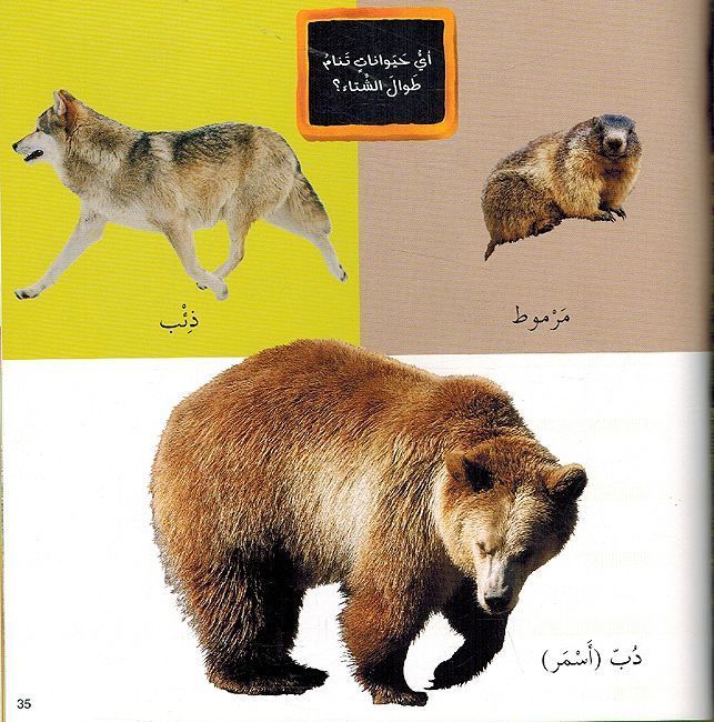 الطبيعة - سلسلة كلماتي المصورة - غلاف مُقوّى